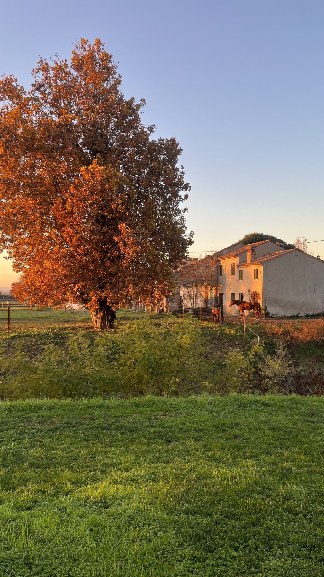 Autumn tree at golden hour in the Berici Hills, Veneto